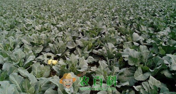 耐热花椰菜栽培要点