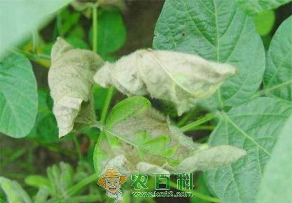 大豆菌核病为害症状 大豆菌核病危害症状