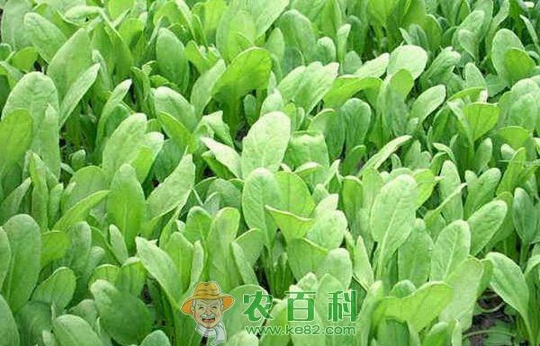 油菜种植 油菜种植的猿叶虫防治