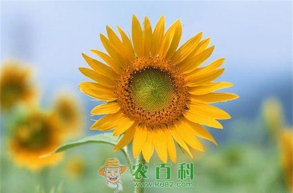 向日葵高产高效栽培技术