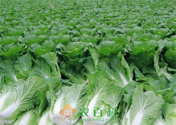 反季节大白菜种植技术要点 土客网网 反季节大白菜种植技术要点