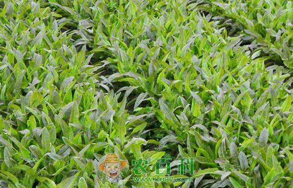 油麦菜的田间管理--土客网网 油麦菜的田间管理