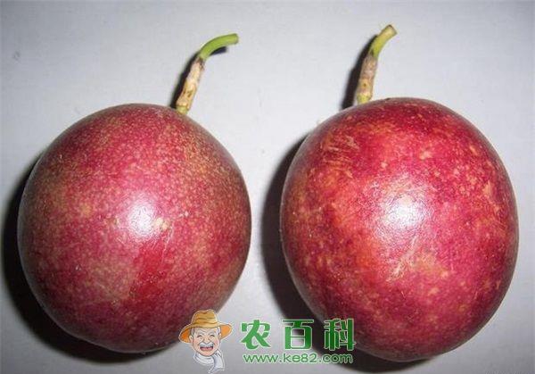 种植百香果 走上致富路 土客网网 种植百香果 走上致富路