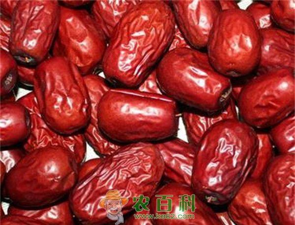 大枣树冬季病虫害防治