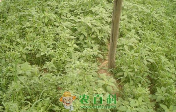 大叶茼蒿种植技术