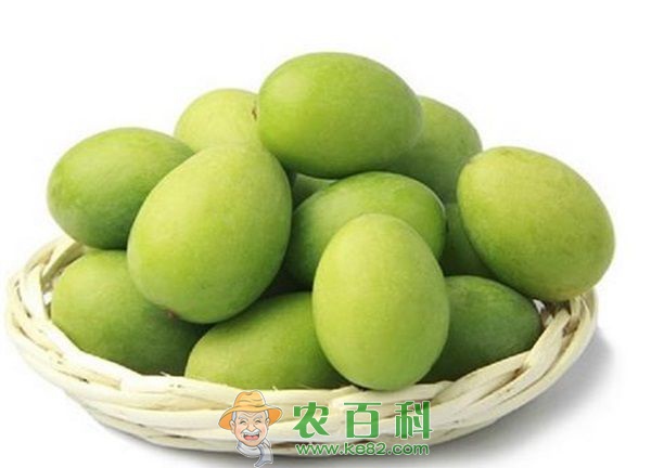 油橄榄嫁接砧木的选择