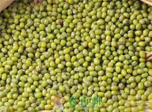 绿豆 绿豆秋播栽培技术