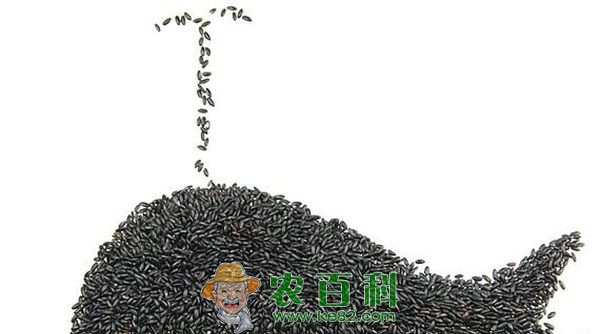 黑米 怎样防止黑米稻肥害