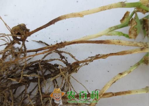 豌豆根腐病 豌豆根腐病主要症状和发病原因