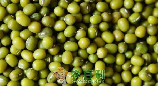绿豆 种植绿豆高产高效措施