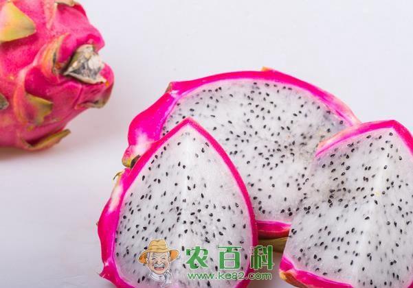 火龙果的种植