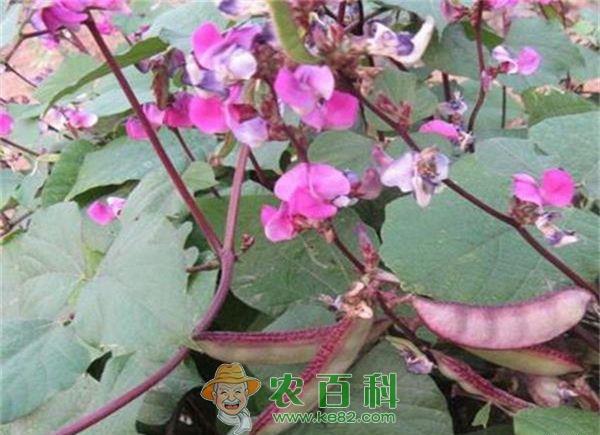早熟扁豆种植要点 早熟扁豆种植要点