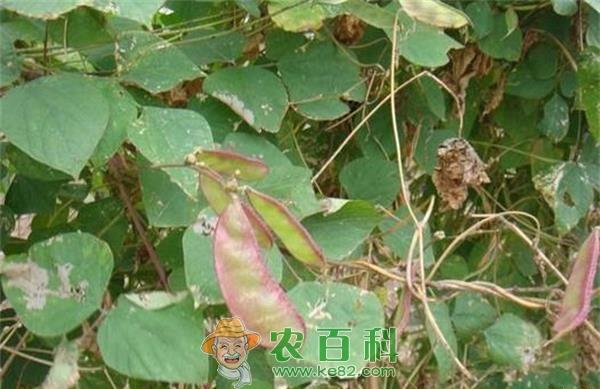 扁豆病毒病