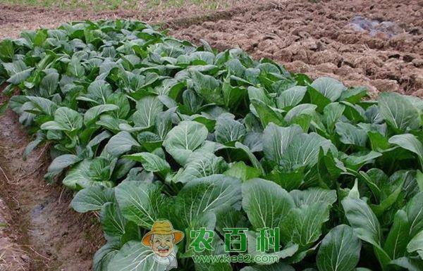 白菜 大白菜菜蚜类防治措施