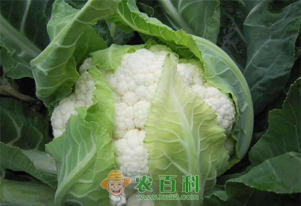 花椰菜 花椰菜施肥技术