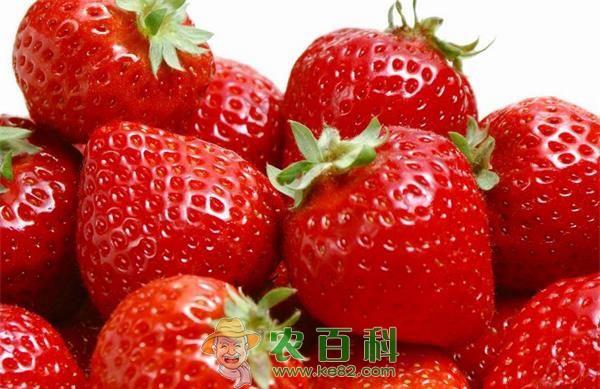 草莓具丰富营养物质 土客网网 草莓具丰富营养物质