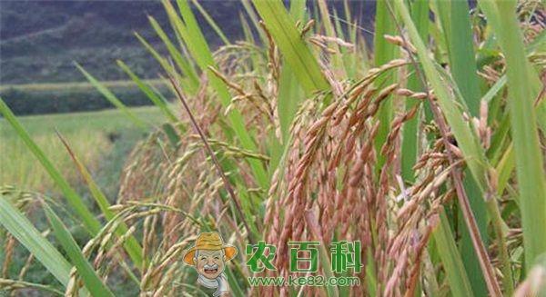 红米 规范化科学栽培技术要点