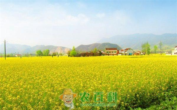 油菜花种植技术之营养元素缺素补救