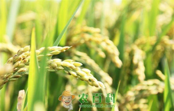 水稻 水稻贮藏过程中的虫害防治方法