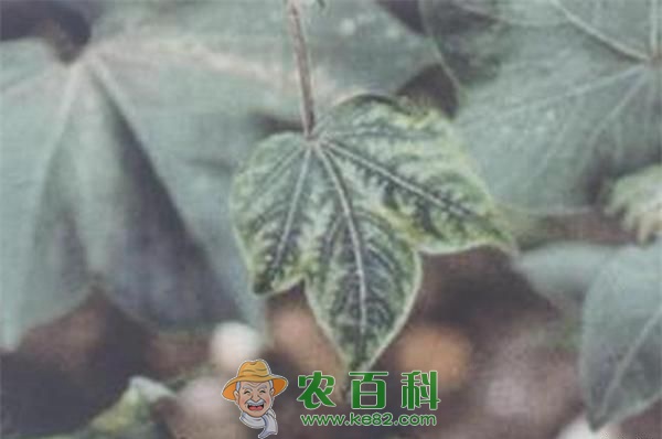 棉花缺锰症的表现及补救措施