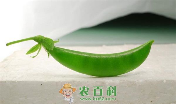 豌豆采后处理及贮藏保鲜