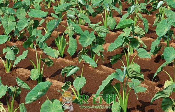 无公害小芋头种植技术要点 无公害小芋头种植技术要点