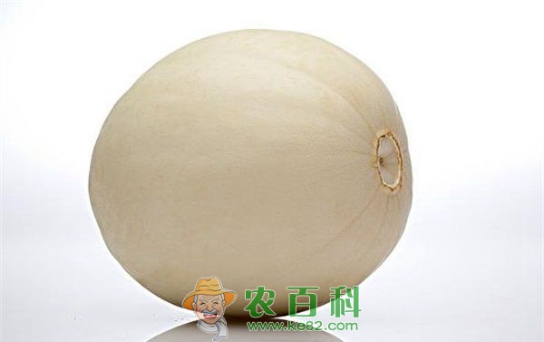 白兰瓜种植户获丰收