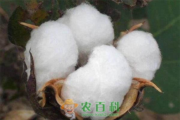 产业链上聚合力中国棉花冲高端