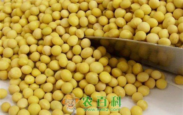 大豆 大豆芽变绿可以吃吗