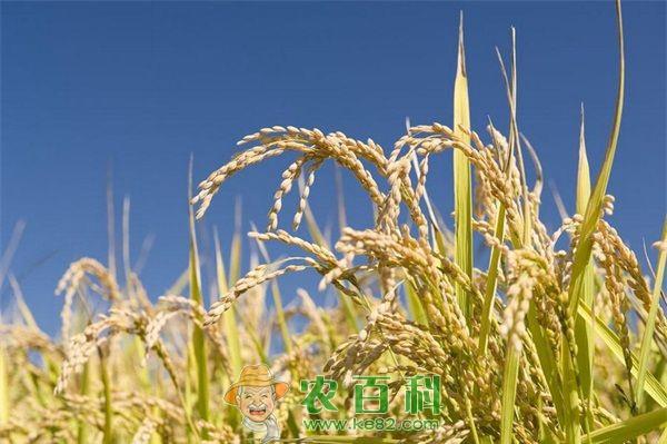 水稻灰飞虱的发生与防治