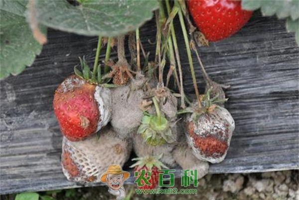 温室草莓防治灰霉病