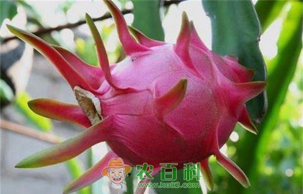 火龙果种植的栽后管理