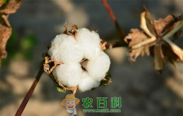 棉花病虫害防治技术