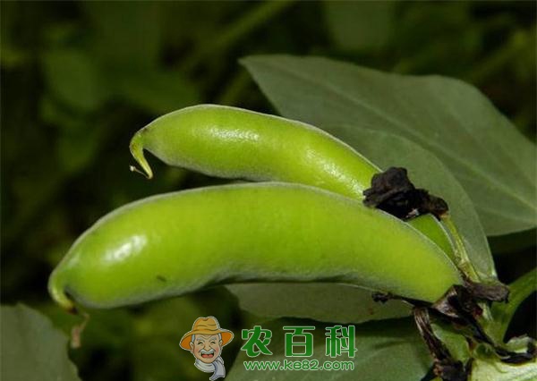 菜用蚕豆种植要点