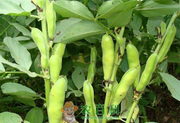 蚕豆需肥规律