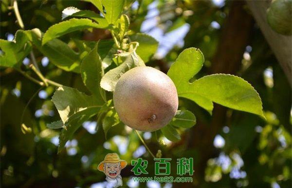 百香果 百香果种植技术