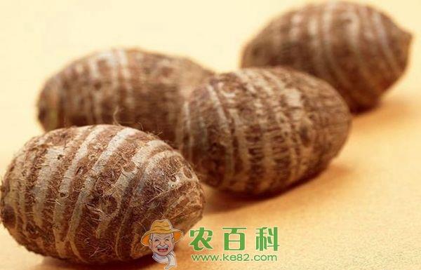 海南临高皇桐芋头滞销芋农愁