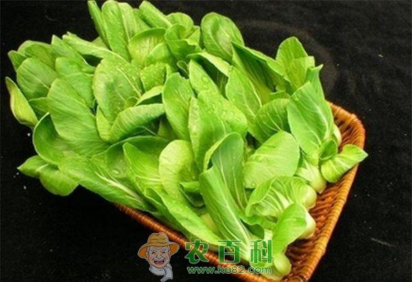 油菜 油菜贮藏保鲜技术