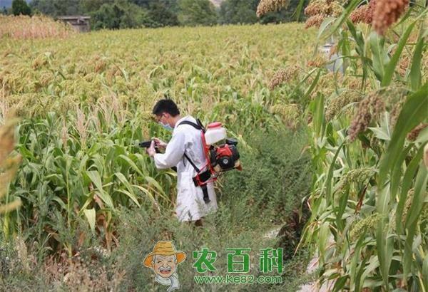 高粱病虫害防治