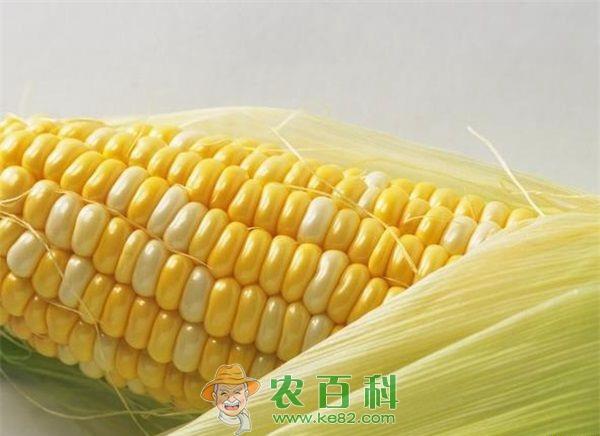 玉米主要虫害的种类、危害习性及防治技术