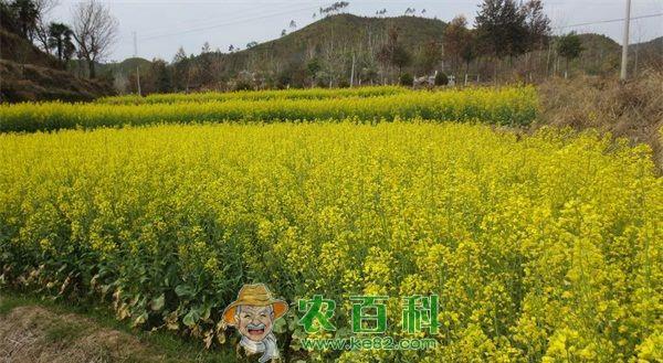 油菜花种植技术之适宜温度