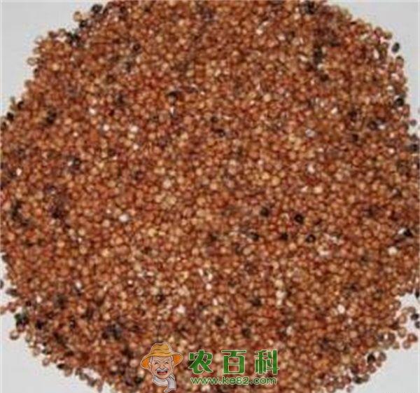 玉米套种高粱丰产栽培技术