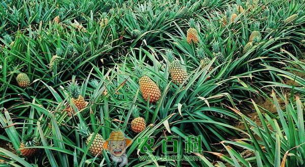 凤梨和菠萝