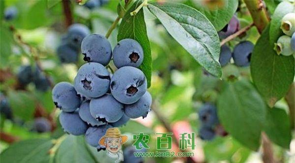 蓝莓汁对记忆的益处