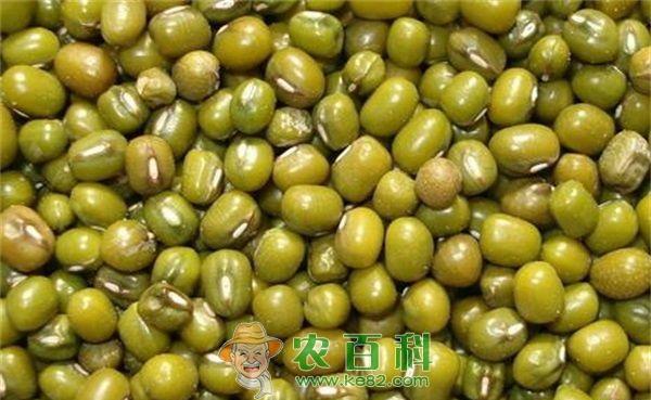 绿豆 绿豆豆野螟为害症状及防治方法