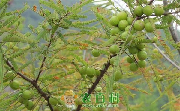 橄榄种植实生砧木苗的繁育