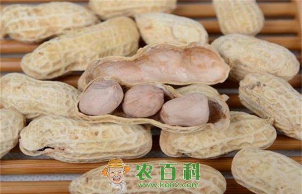 优质高产花生新品种花育22号简介