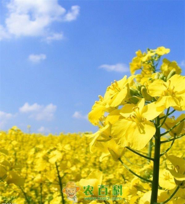 油菜花 油菜花初花期的田间管理要点