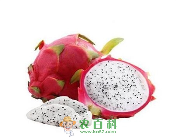 火龙果 火龙果果茎有褐色物覆盖的处理方法