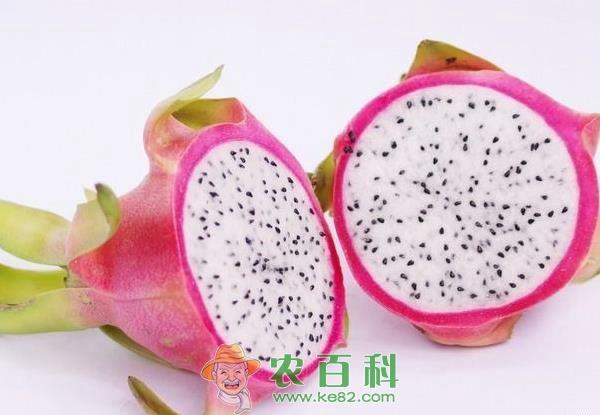 火龙果的种植